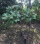 Memorial plant for Kenneth David Thrale and Shirley Helen Thrale née Block